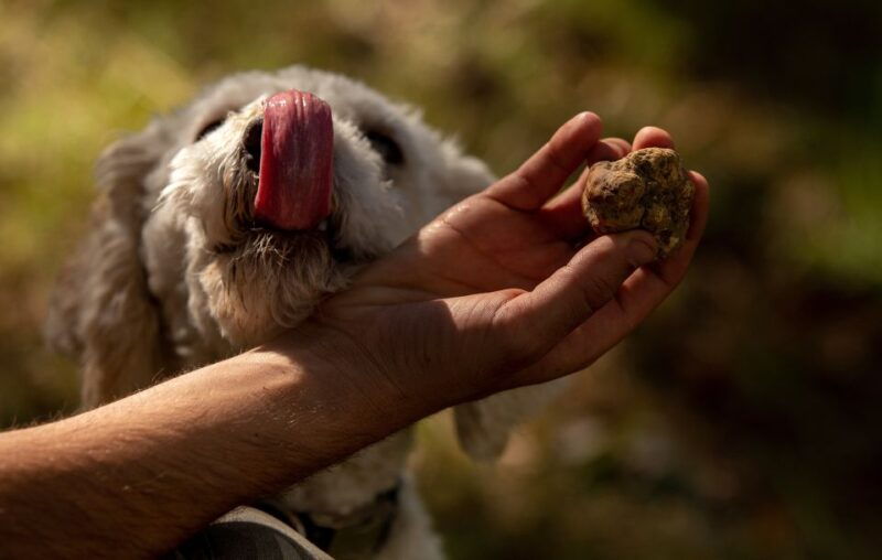 from-tortona-piedmont-truffle-hunting-experience