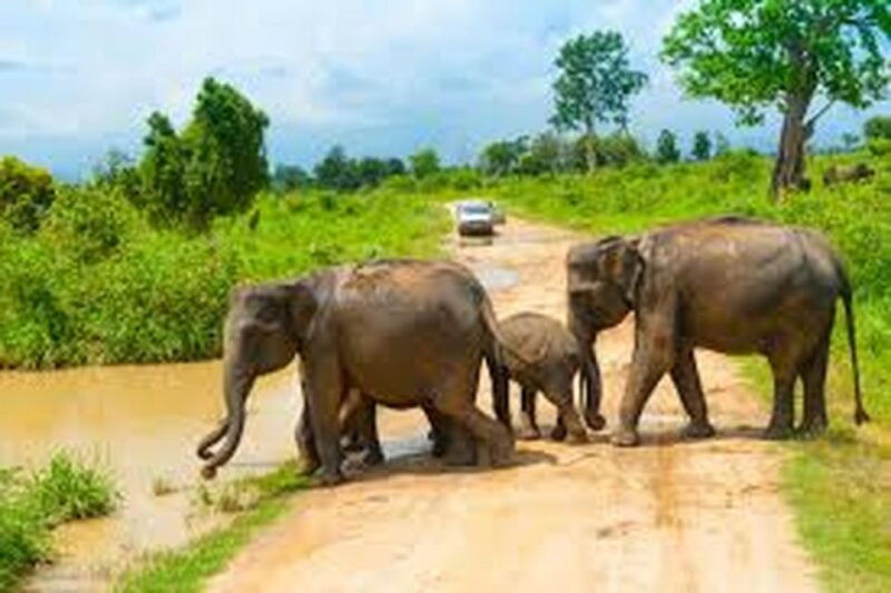 from-udawalawe-national-park-thrilling-full-day-safari