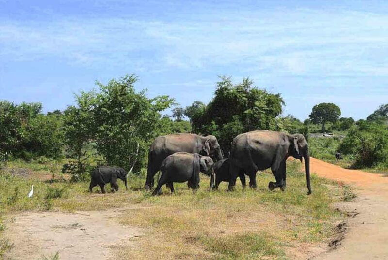 from-udawalawe-national-park-thrilling-half-day-safari