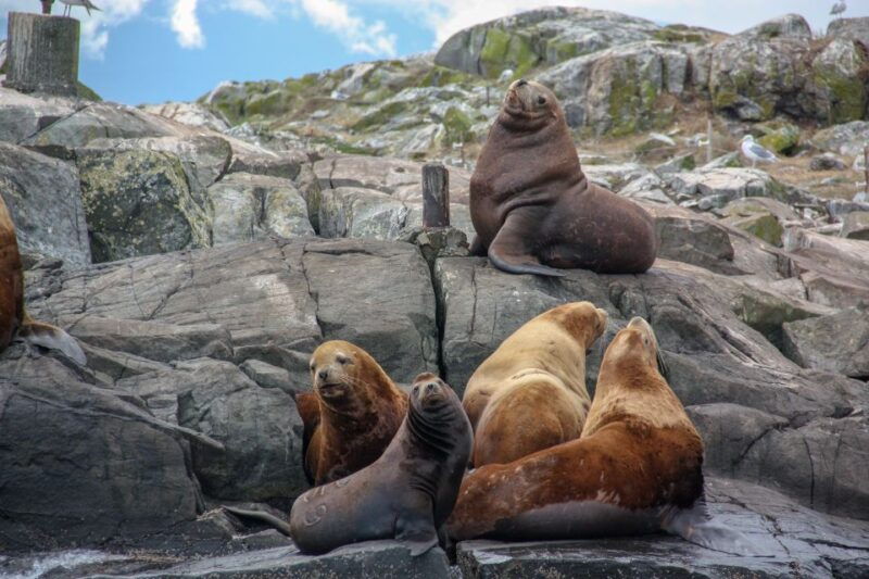 from-victoria-whale-watching-marine-wildlife-excursion
