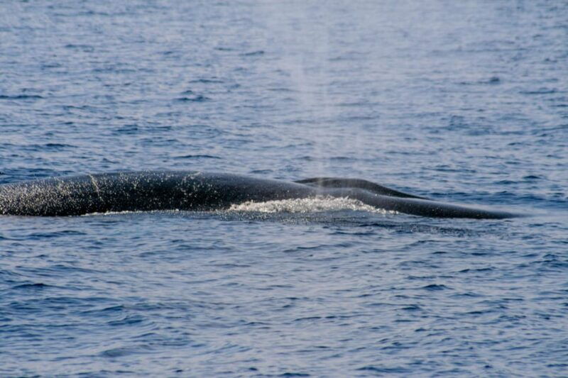 from-villefranche-sur-mer-guided-dolphin-watching-tour