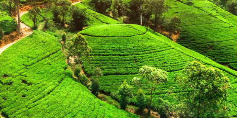 from-west-coast-kandy-pinnawala-botanical-tea-gardens