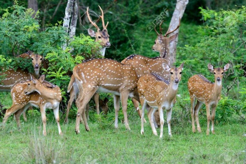 from-yala-yala-national-park-thrilling-full-day-safari