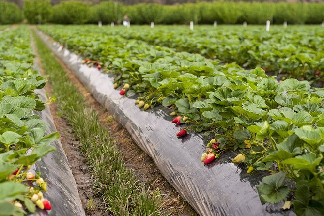 Fruits picking tour from Melbourne - Practical Details and What to Expect