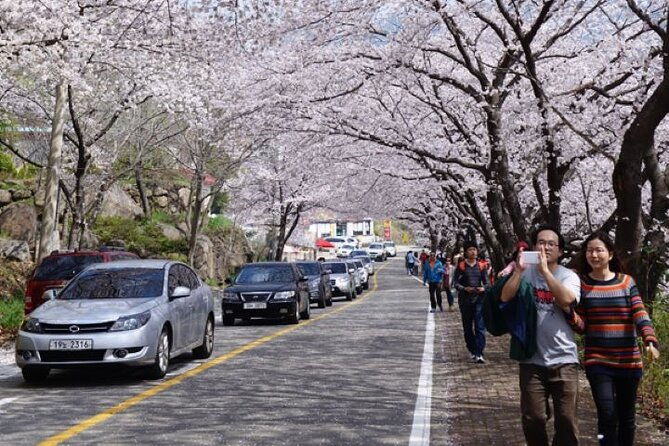 Full-day Hadong, Gwangyang, Cherry blossom, Green Tea Fields Private Tour - What Makes This Tour Special?