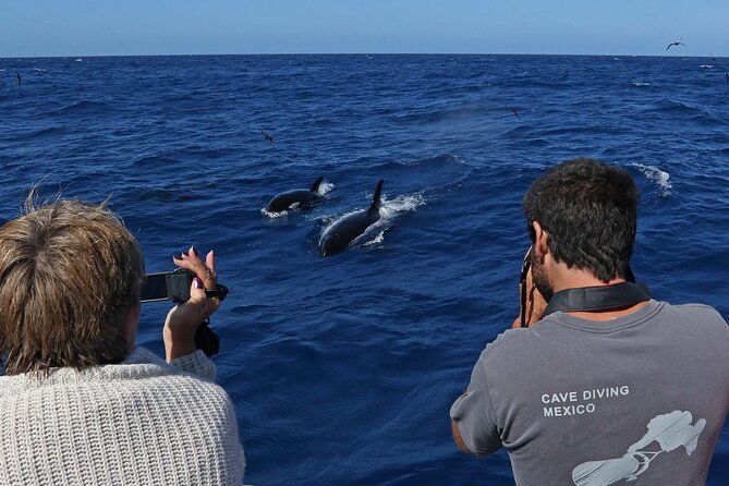Full-Day Killer Whale Expedition from Albany - Scenic Views and Wildlife Stops