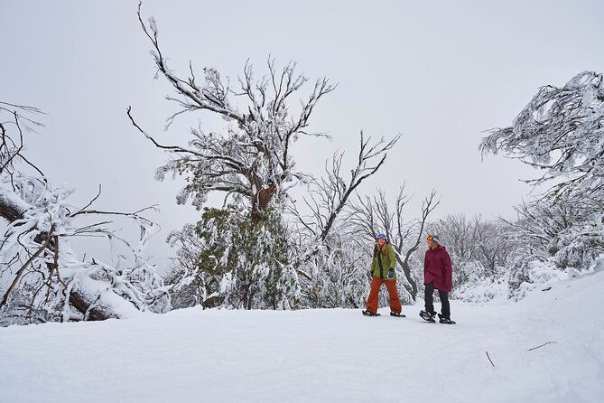 Full-Day Mount Buller Tour - Final Thoughts: Is It Worth It?