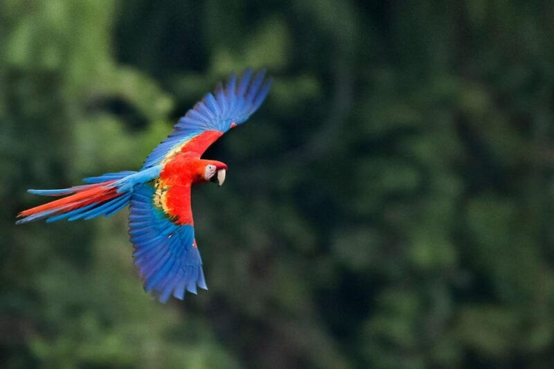 full-day-tambopata-parrot-clay-lick