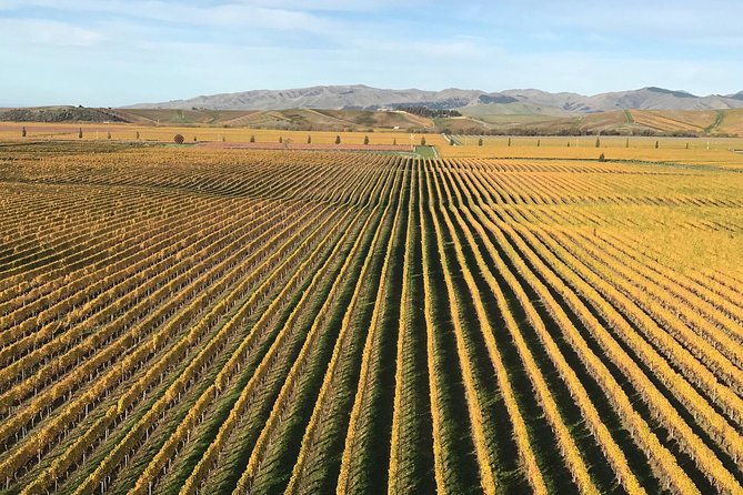 Full-Day Wine Gourmet and Scenic Delight Tour of Marlborough from Blenheim - Who Will Enjoy This Tour?