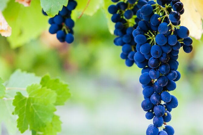 Full Day Yarra Valley Experience in Australia - Authentic Insights from Past Reviews