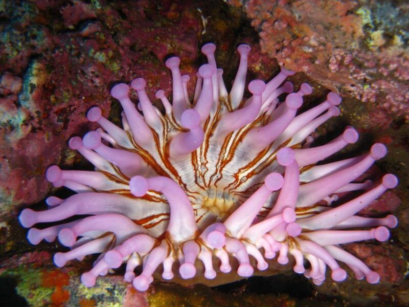 funchal-certified-scuba-diving-guided-tour