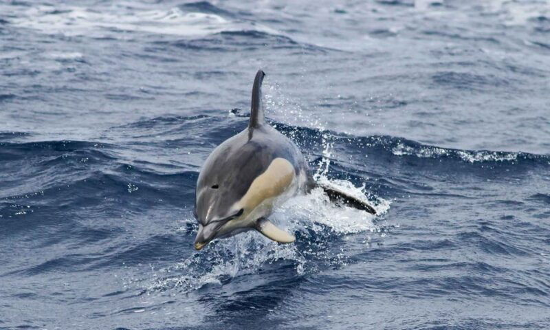funchal-dolphin-and-whale-watching-cruise
