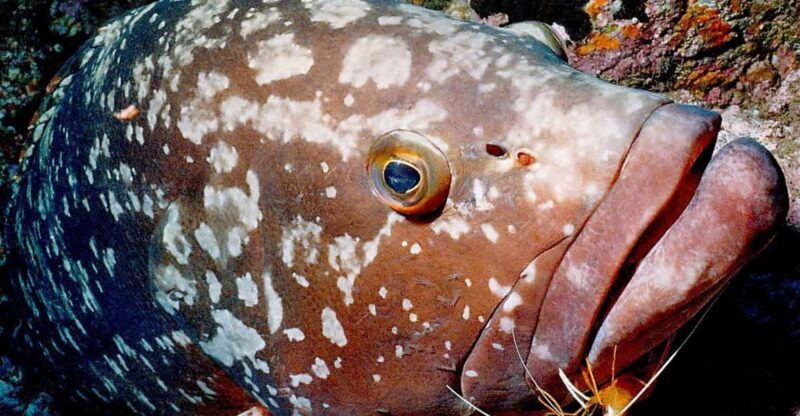 funchal-garajau-national-park-certified-divers