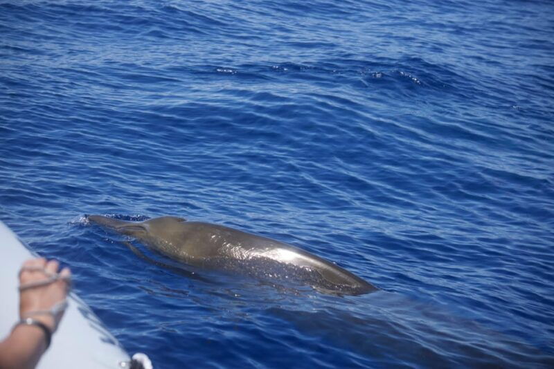 funchal-guarantee-wild-dolphinwhale-watching-by-rib