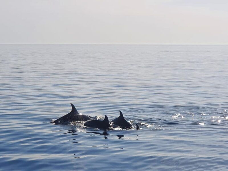 funtanavrsar-dolphin-watching-at-sunsetdrinks-included