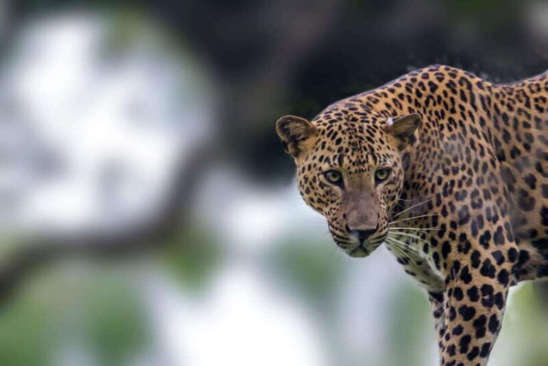 galle-mirissa-hiriketiya-tangalle-drop-to-ella-yala-tour