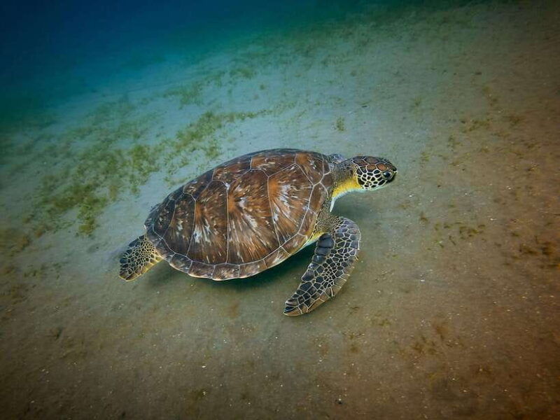 galle-private-day-tours-with-sea-turtles-visit-boat-safari