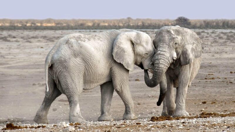 game-drive-and-white-rhino-walking-safari-in-livingstone