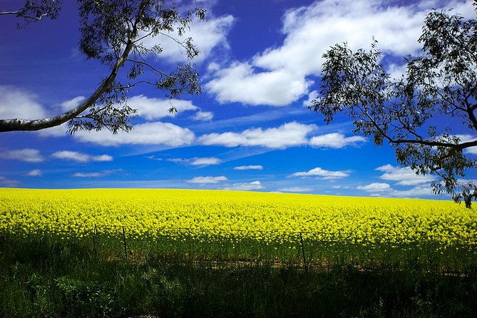 Get UnCorked in Clare Valley Tour from Adelaide - The Sum Up