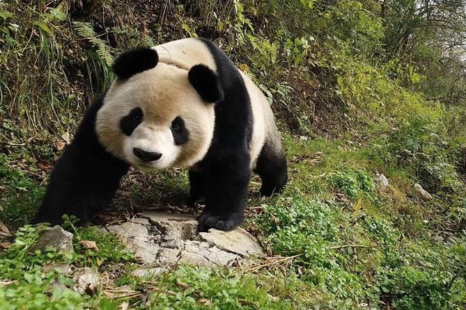 Giant Panda and Buddha 1 day tour - Who Would Love This Tour?