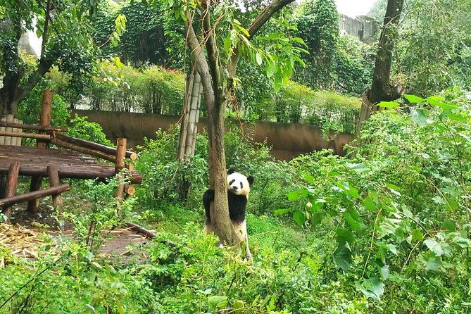 Giant Panda Hometown and Taoist Mountain Discovery From Chengdu - The Sum Up