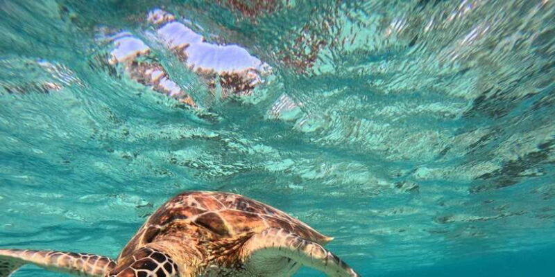 gili-island-snorkeling-gili-trawangan-meno-and-air