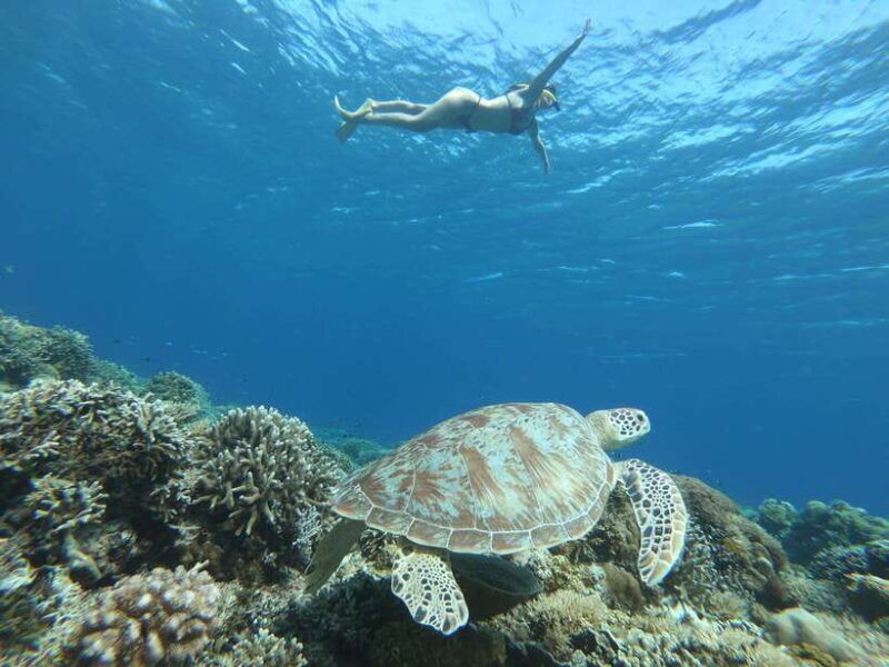gili-trawangan-private-snorkeling-coral-statues-turtles