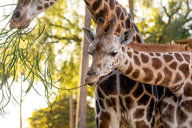 Giraffe Experience at Melbourne Zoo - excl. entry - The Experience From a Traveler’s Perspective