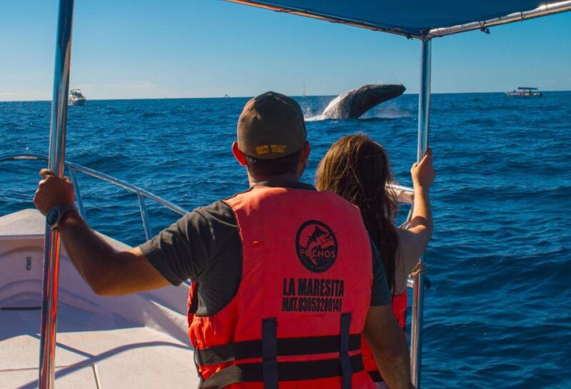 glass-bottom-boat-whale-watching