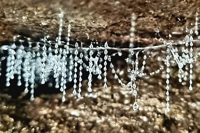 Glow Worms - Nocturnal Rainforest/Waterfall Adventure - The Sum Up