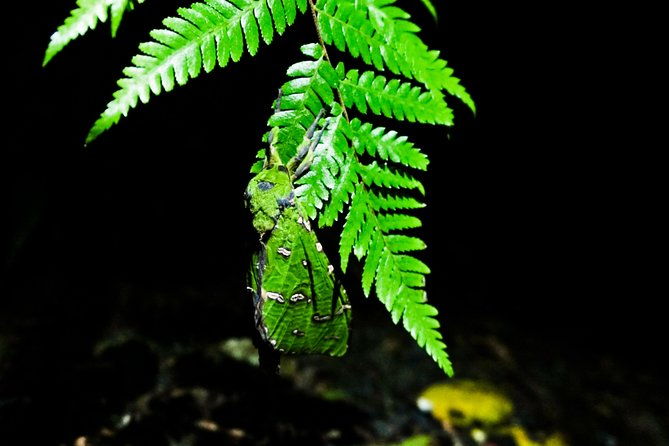 Glow Worms Private Tour - Nocturnal Rainforest Walk - Practical Details and What to Expect