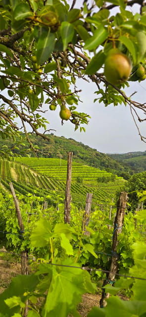 goriska-brda-wine-walk-and-tasting