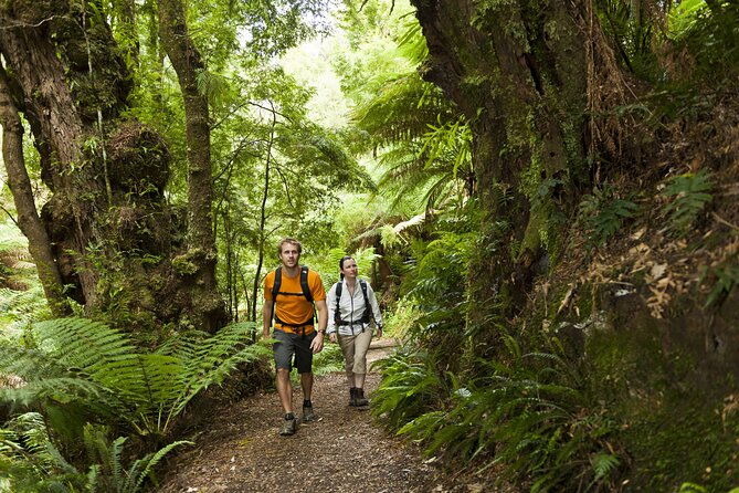 Great Ocean Walk Highlights Hiking Tour - 4 Days - Price and Value