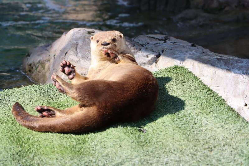 guadalajara-ticket-to-michin-aquarium