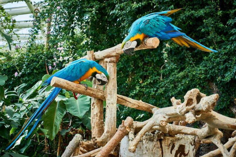 guangzhou-chimelong-birds-park-ticket-for-adult