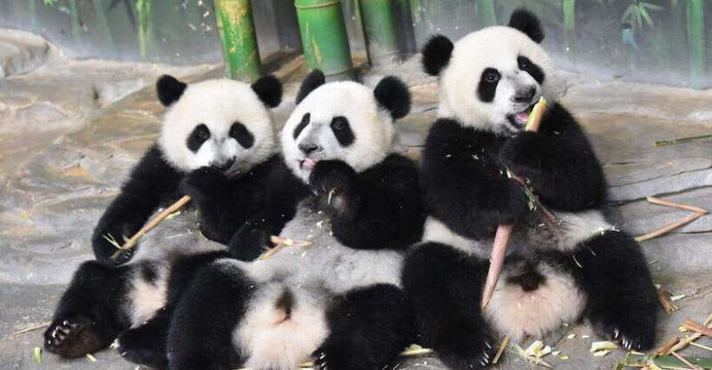 guangzhou-chimelong-safari-park-ticket