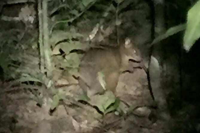 Guided Night Walk in Cape Tribulation - Value and Pricing