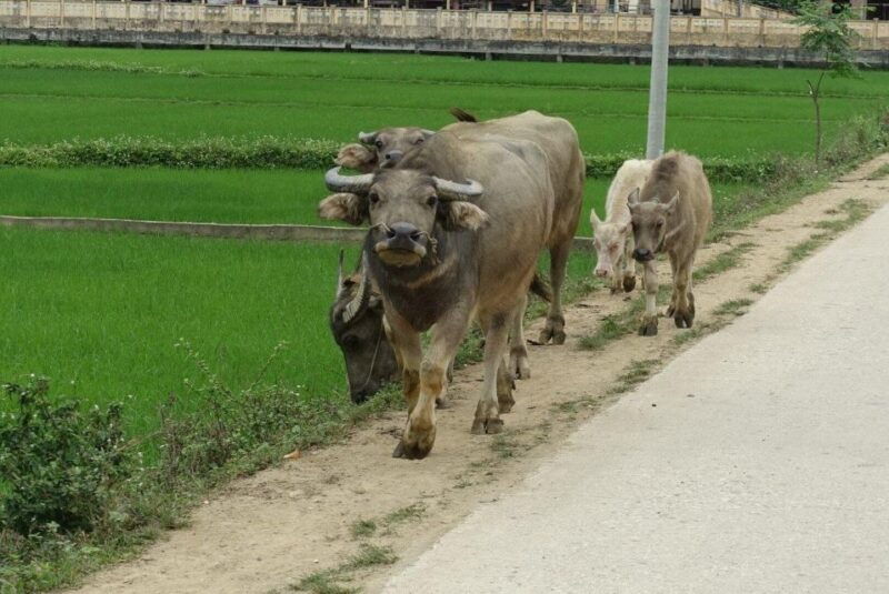 ha-giang-trekker-in-3d3n