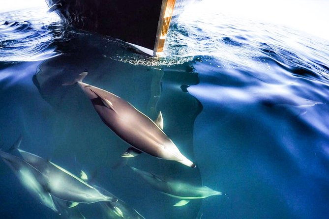 Half Day Dolphin Watching Cruise (Departing from Rotorua) - Who Is This Tour Best For?