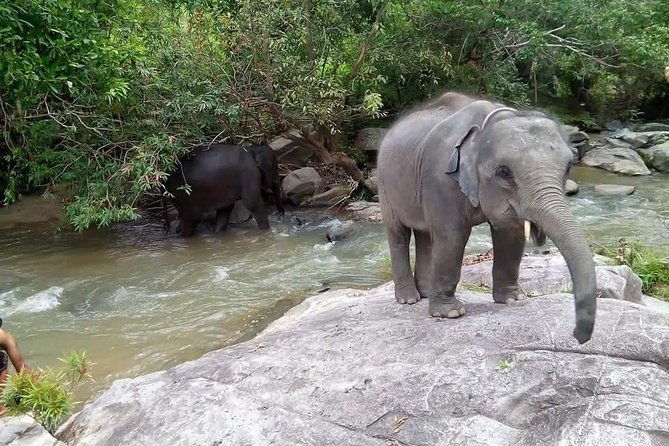 Half day Elephants in Nature Experience (Morning) - Price and Value
