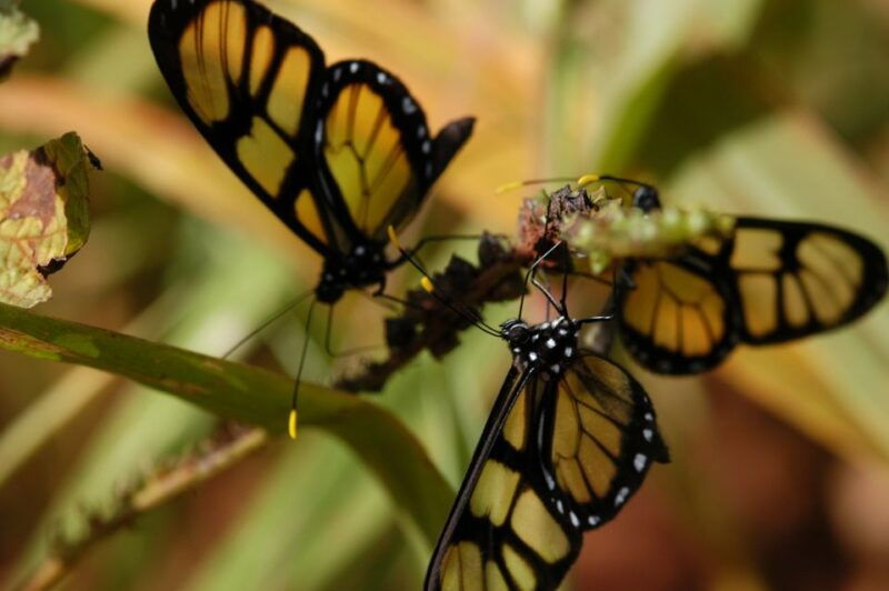 half-day-iguazu-forest-adventure