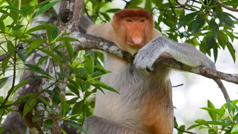 half-day-labuk-bay-proboscis-monkey-sanctuary-sandakan