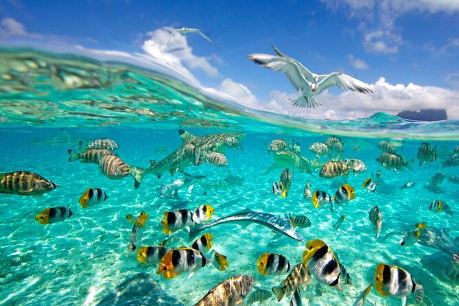 Half Day Private Lagoon Snorkeling Experience - Breakdown of the Itinerary and Highlights