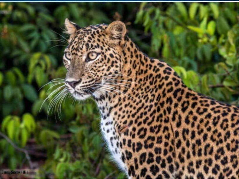 hambantota-port-full-day-yala-national-park-safari-private