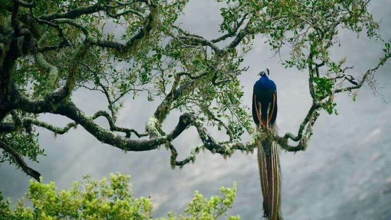 hambantota-port-yala-national-park-safari-shore-excursion