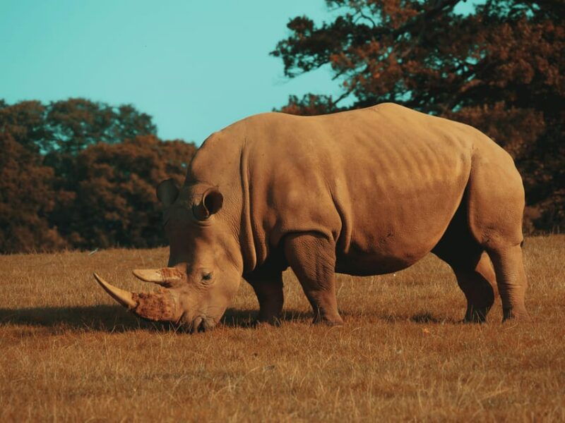 hazyview-kruger-national-park-full-day-safari