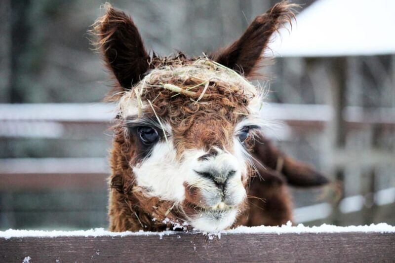 helsinki-alpaca-farm-tour-with-guided-walk-private