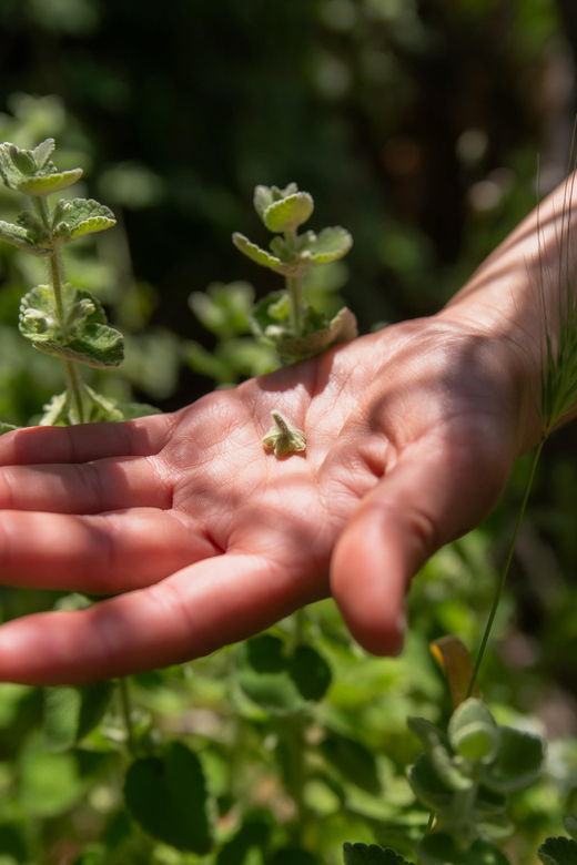 herbalism-and-wildlife-small-group-experience
