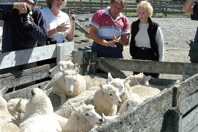 High Country Discovery Tour from Queenstown - Real Traveler Insights and Practical Details