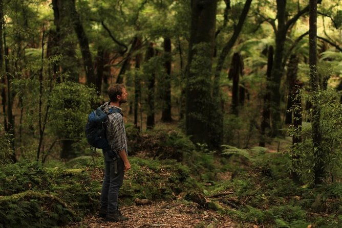 Hike New Zealand's finest forest - Whirinaki forest - Final Thoughts